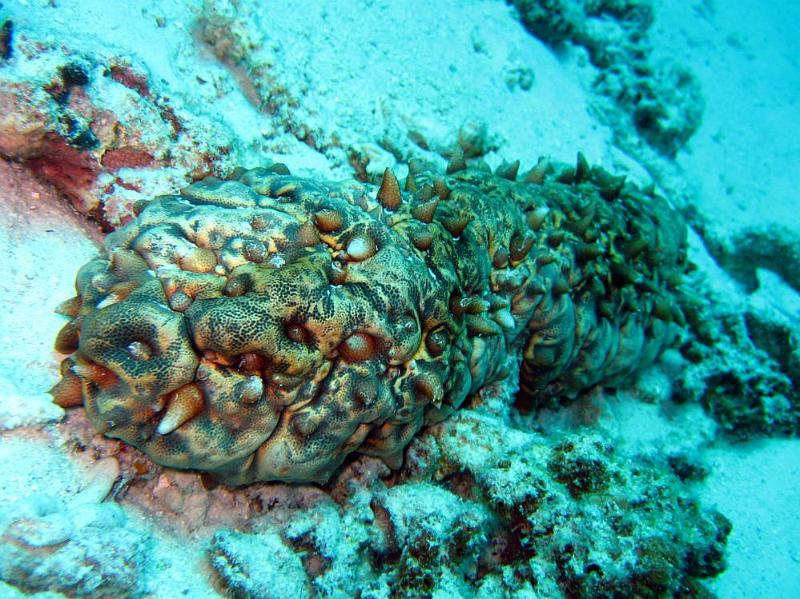 SIMILAN nov  2008 .PHOTO PUY (26).JPG